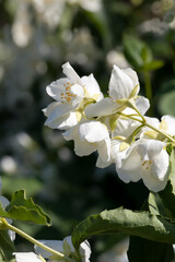 white jasmine blooming in the summer