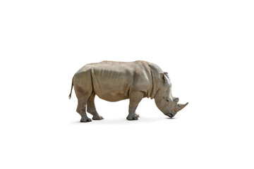 Obraz premium White rhinoceros or rhino isolated on white background. Side view.