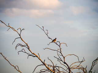 Dove perched on a branch dead tree in sunset light. Concept alone, lonely, sad. Bird or natural...
