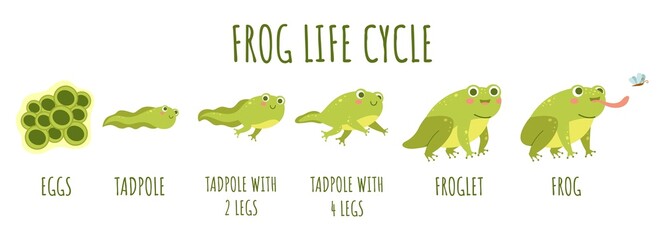 Frog life cycle. Stages development and growth of toad, water animal transforming stages, funny amphibians age changes, becoming an adult. Cute water reptiles, vector cartoon flat concept
