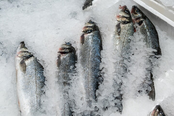 Fresh raw SeaBass fish for sell on the ice at fresh market.