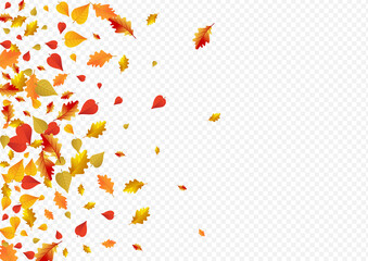 Colorful Floral Vector Transparent Background.