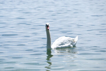 Fototapeta na wymiar Beautiful white swan