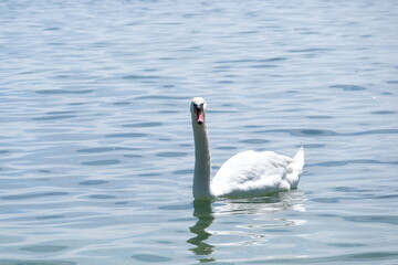 Obraz na płótnie Canvas Beautiful white swan
