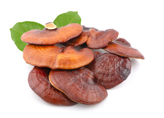 Ganoderma Lucidum Mushroom isolated on white background