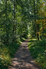 Forest road or trail in an overgrown old park. A bright sunny day, sunlight in the thicket of the forest. Walk in the park, forest background