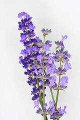 Lavender flowers in closeup. Bunch of lavender flowers isolated over white background.