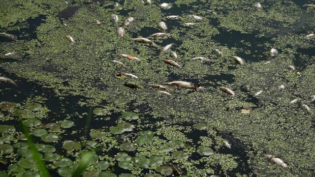 dead fish in the water. ecological catastrophy. pollution of rivers, lakes, ponds