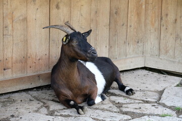 Brown goat