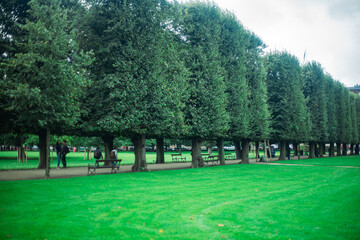 遊歩道に並ぶ木