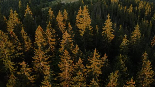 Aerial view of beautiful calm pine forest at sunrise or sunset. Drone shot flying over spruce conifer treetops, nature background. Traveling concept of clean pure scenery scene