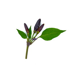 Black hot pepper with green leaves isolated on a white background