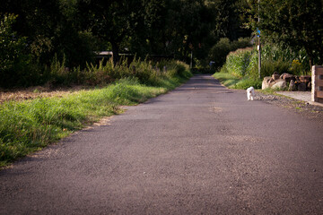weißer Hund in Dorfidylle