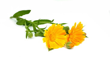 Calendula. Marigold flower isolated on white background.