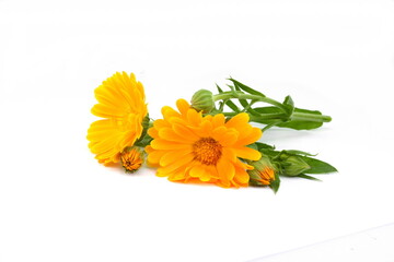 Calendula. Marigold flower isolated on white background.
