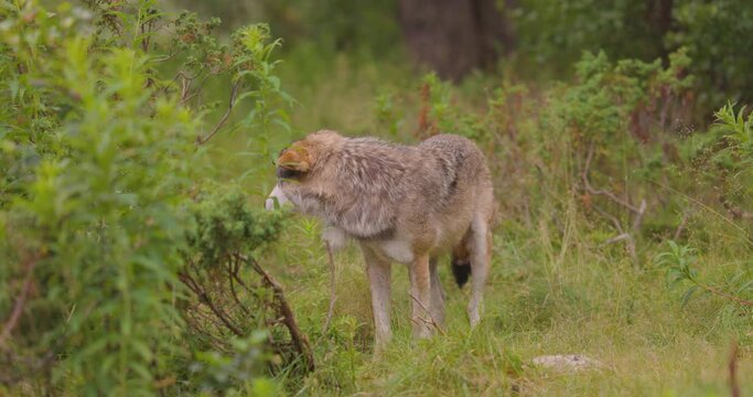 Curious grey wolf looks and smells after rivals and danger in the forest