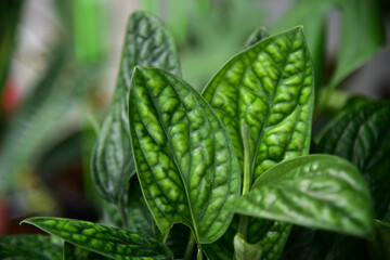 Fototapeta na wymiar Monstera karsteniana green leaf in nature.