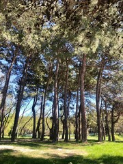 trees in the park