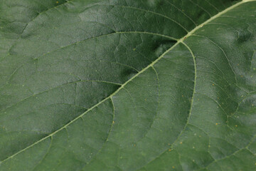 Background image of a close-up sunflower leaf.