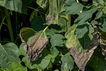 Images of withered sunflower leaves.
