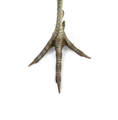 Pheasant legs. Cute bird feet. Beautiful bird. Beautiful pheasant. Macro bird legs. Wonderful photo with birdy feet.