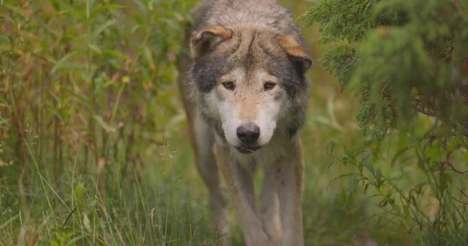 Curious old grey wolf looks and smells after rivals or food in the forest
