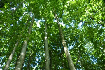 Green forest with trees high in the sky