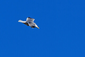 A river gull flies alone in the blue sky