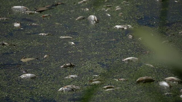 dead fish in the water. ecological catastrophy. pollution of rivers, lakes, ponds