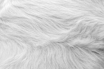 Light white furry of cat , animal skin background