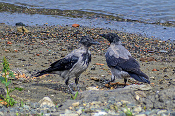 Two crows stand on the bank of the river on a summer day