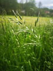 Nach dem Regen  – Gräser mit Regentropfen