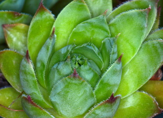 top view of a beautiful green succulent (floristic close-up detail shot, top view)