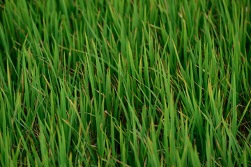 green fields  garbage in the field
  scarecrow   rice plant
  plastic bottles   garbage
  

 