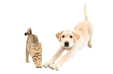 Cat Scottish Straight and Labrador puppy stretching together isolated on white background