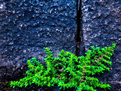 A very beautiful Sri Lankan plant on a black stone staircase.