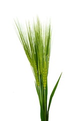 green ears of wheat on a white background. Green young wheat isolated on white. 
