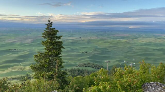 Panoramic view of the rolling green hills of wheat fields in The Palouse from Steptoe Butte at golden hour.