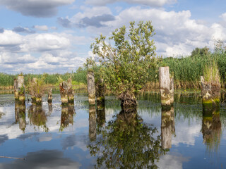 Fototapeta na wymiar River landscape at the Peene, Mecklenburg Vorpommern, Germany.