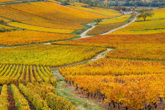 Un paysage de vignes en automne. Un vignoble automnal. La viticulture. La C&ocirc;te-d'Or.