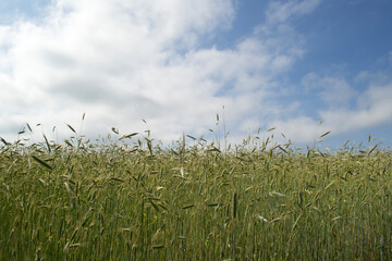 Rye field against the sky.