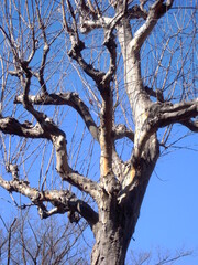 Fototapeta na wymiar 冬の枯れ木のトウカエデと青空