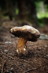 a big mushroom on the pine forest floor
