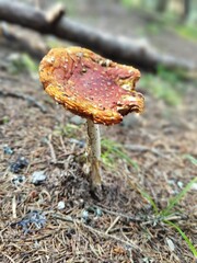 slug damages, eaten from a snail a fly agaric in the forest