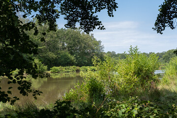 Pond in the quiet forest