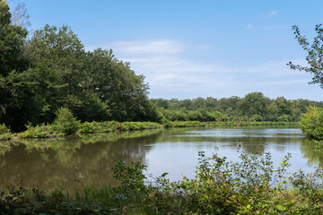Fototapeta na wymiar Pond in the quiet forest