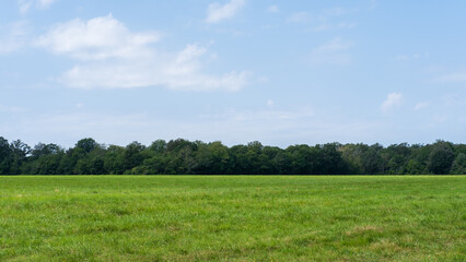 field among the forest 