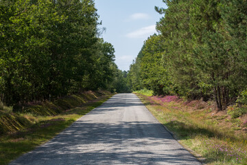 Road on the middle of the forest