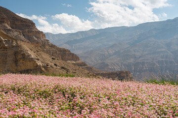 Obraz premium Buckwheat field in Upper Mustang trekking route. Himalaya mountains range in Nepal