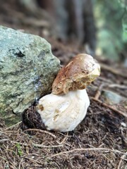  a beautiful boletus edulis with slug damages on the forest floor growing at a stone